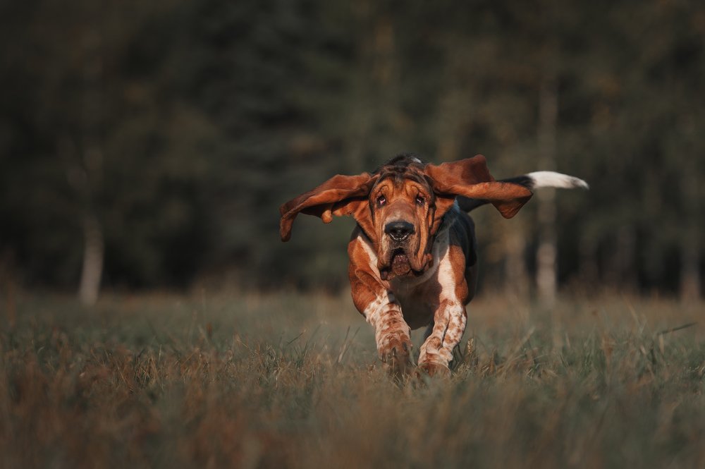 «Под крылом самолёта о чём-то поёт...»