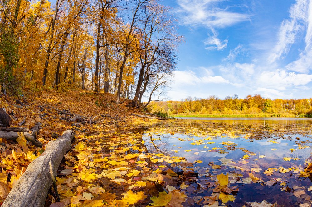Осенняя симфония