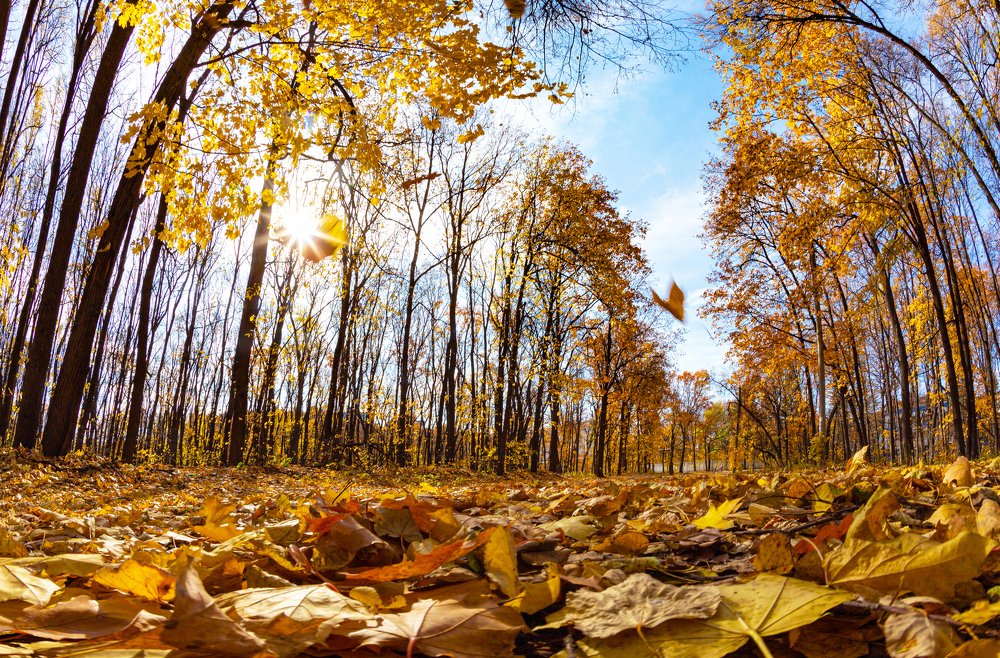 Атмосфера осени