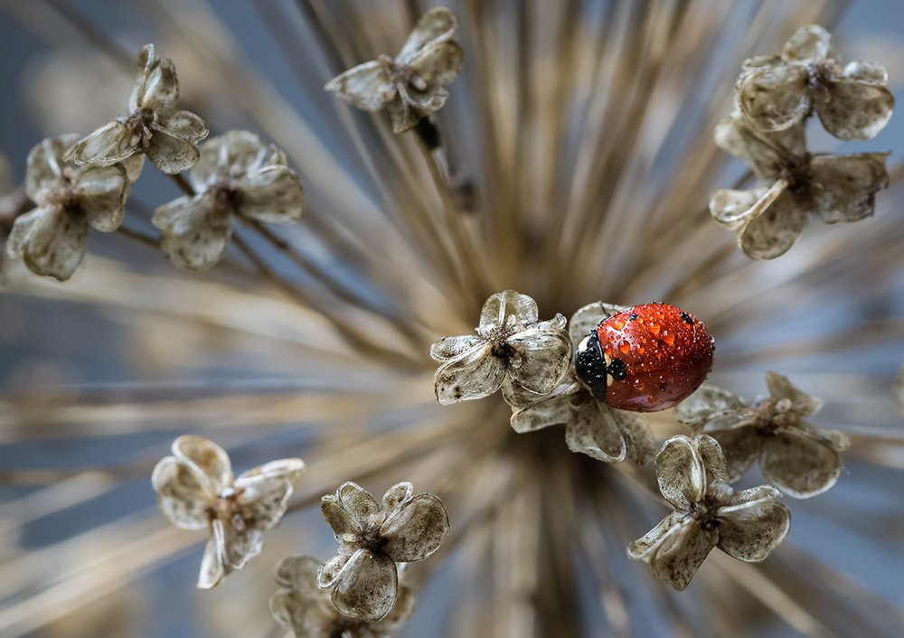 Царица бала