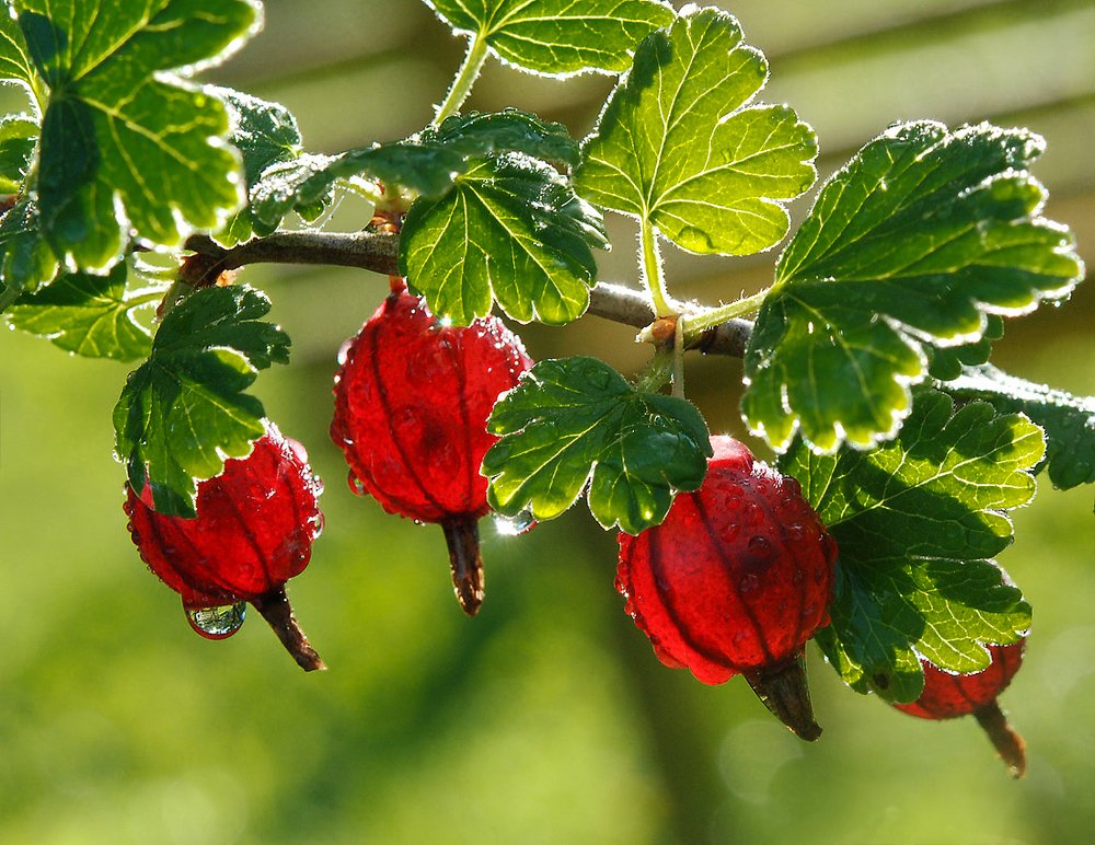 Photograph by Сергей Шварцман