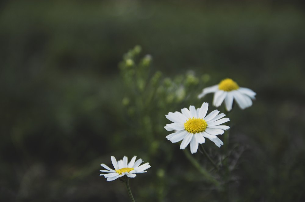 Photograph by Евгений Покрасен