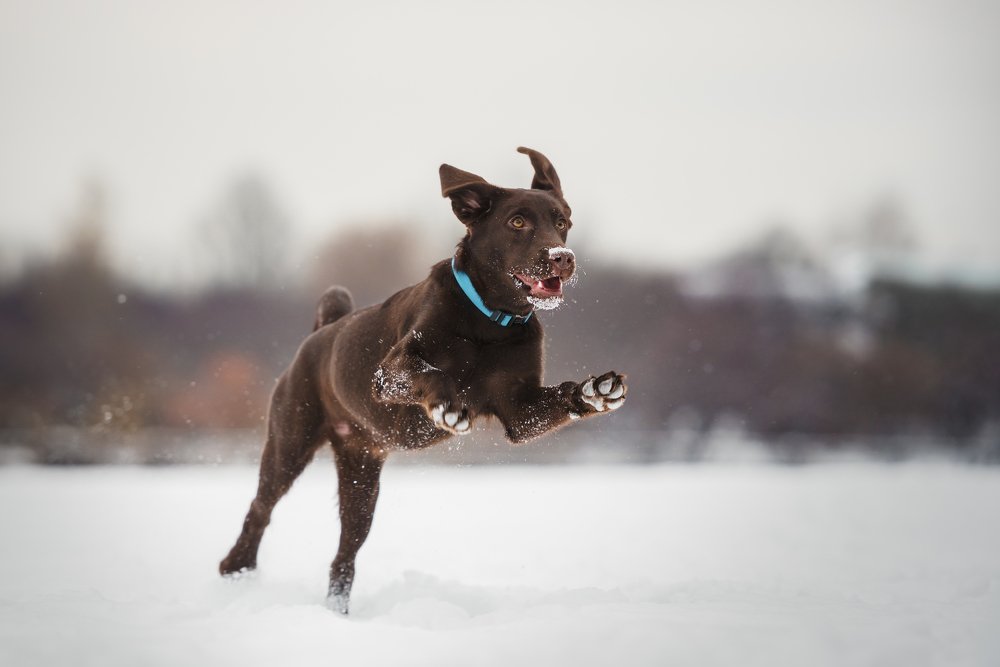 «Вскачь несётся полькой быстрой...»