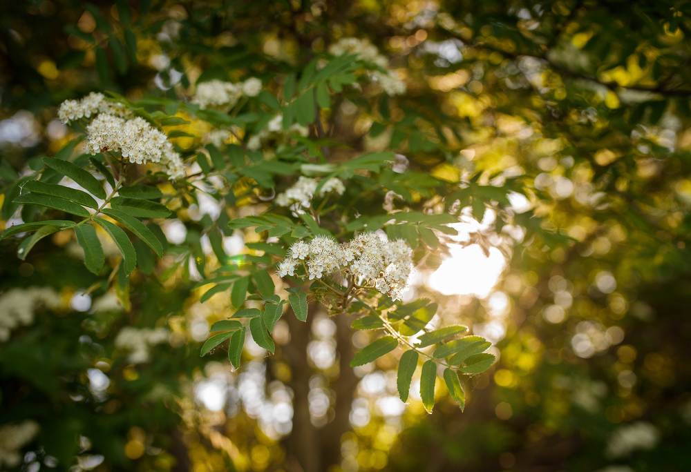 Фотография автора Анна Толмачева