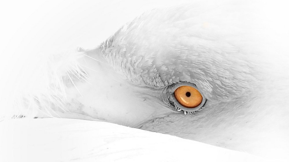 Photograph by Amin Ghaffarian