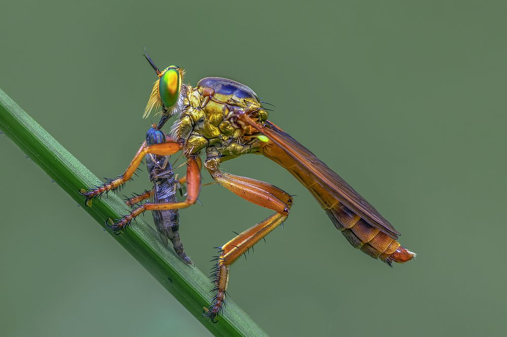 Robber Fly!