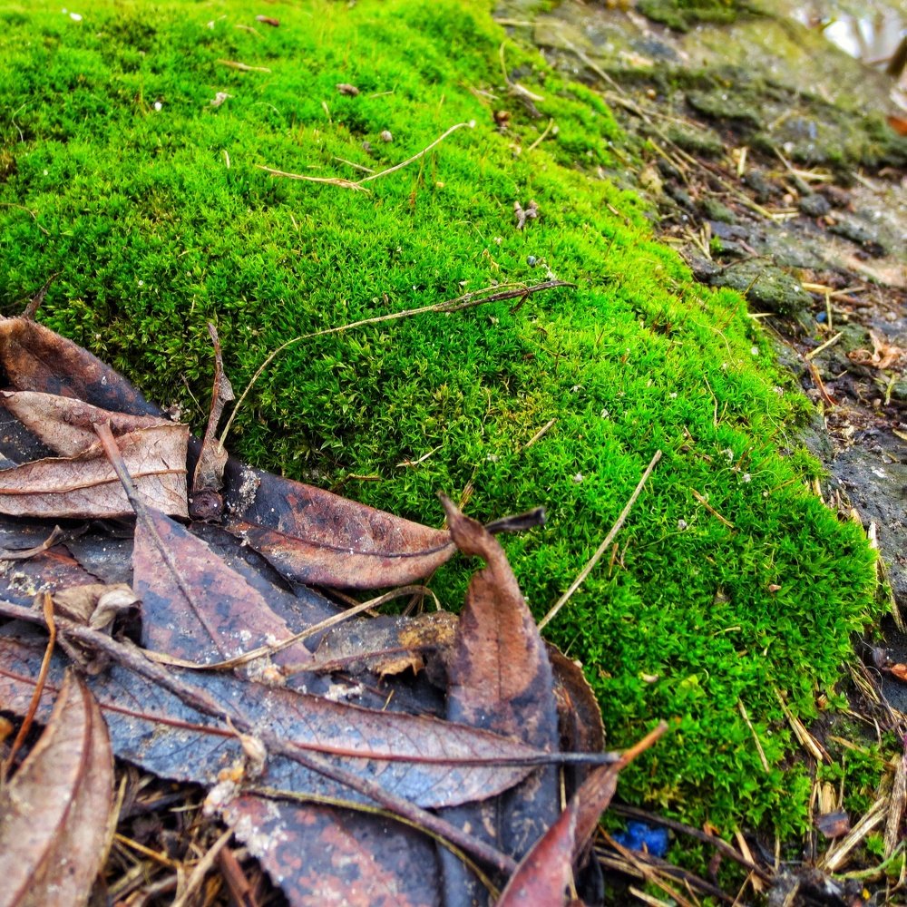 Photograph by Светлана Гончарова