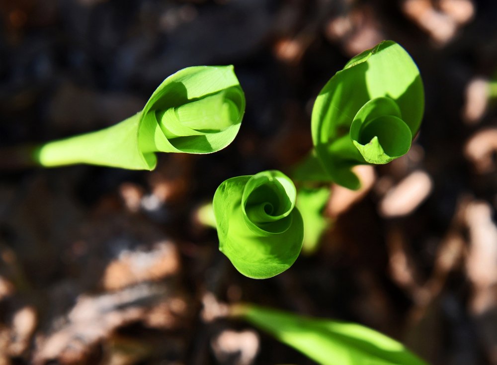 Ландыш пробивается