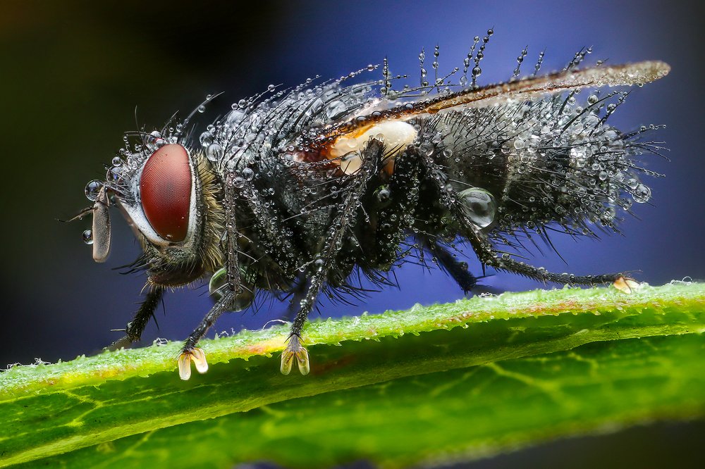 Photograph by Richard Kubica