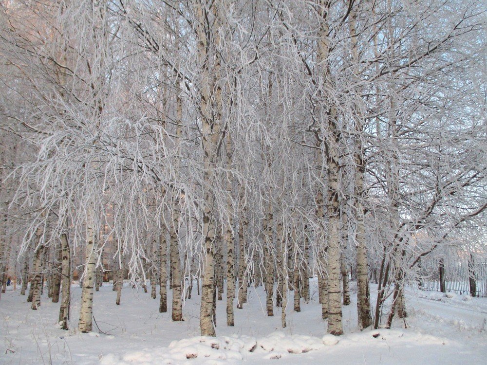 Белые березы.