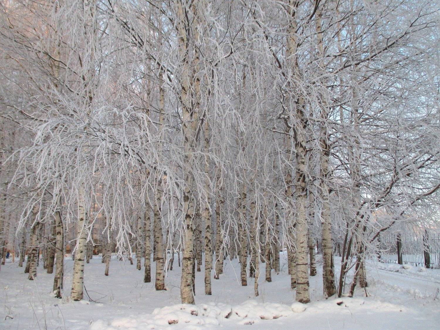 Белые березы.