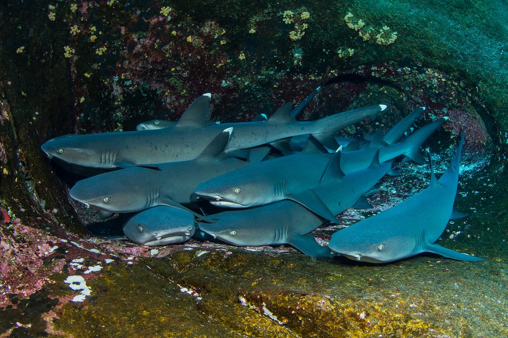 Photograph by Gustavo Maqueda Batanero