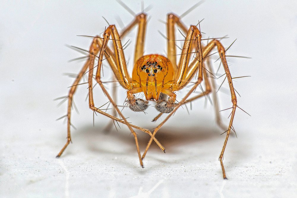 Lynx Spider