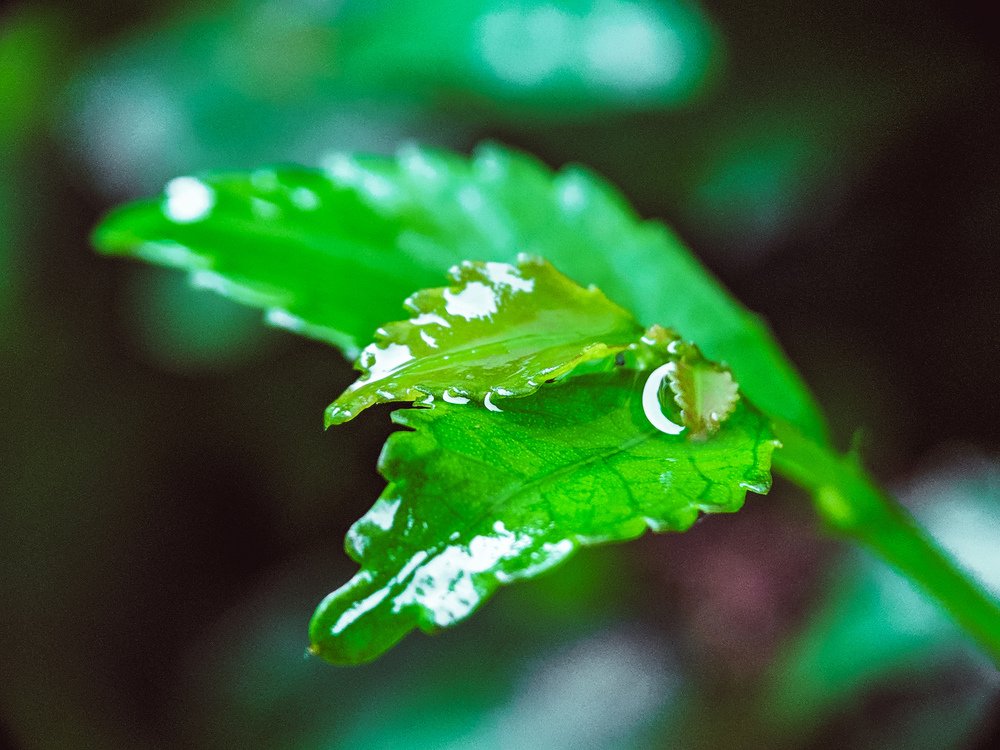 Photograph by Dedi Kiswanto