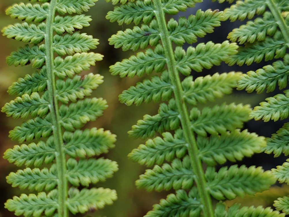 Папоротник