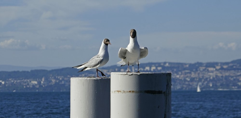Laughing seagulls on Leman
