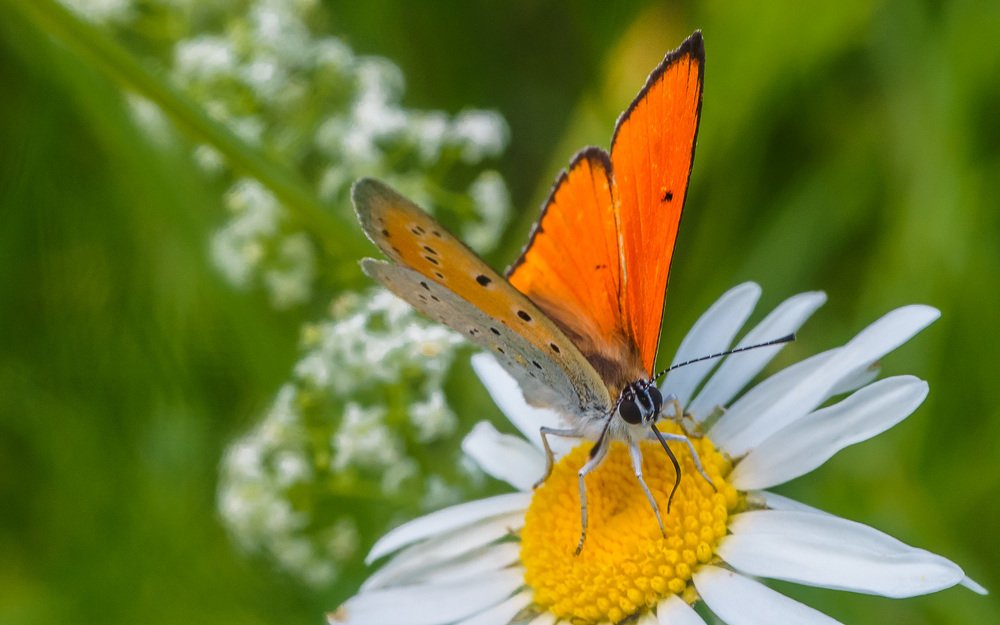 Червонец огненный.