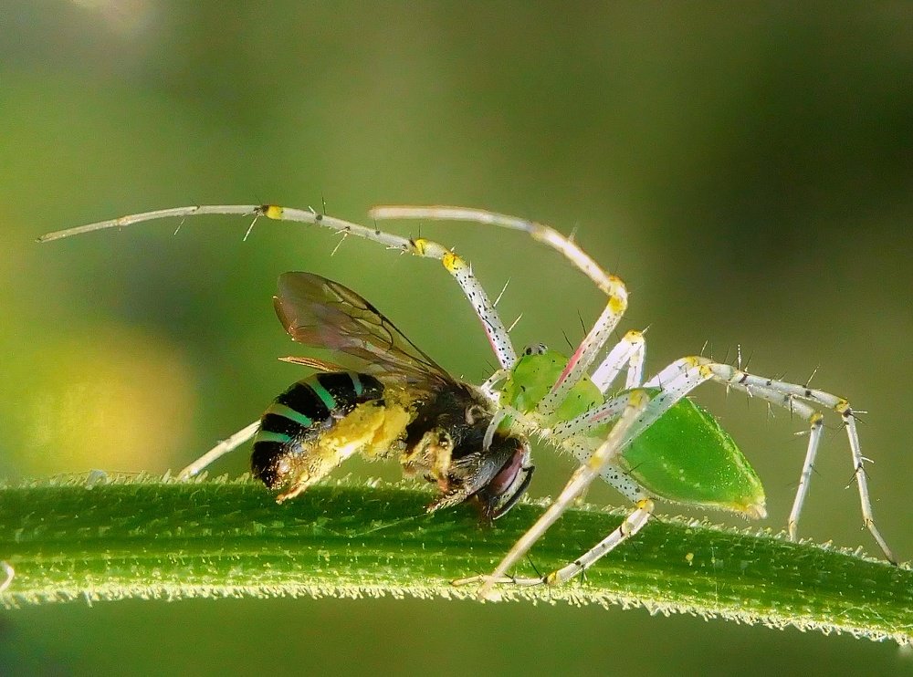 Photograph by Gurudas De