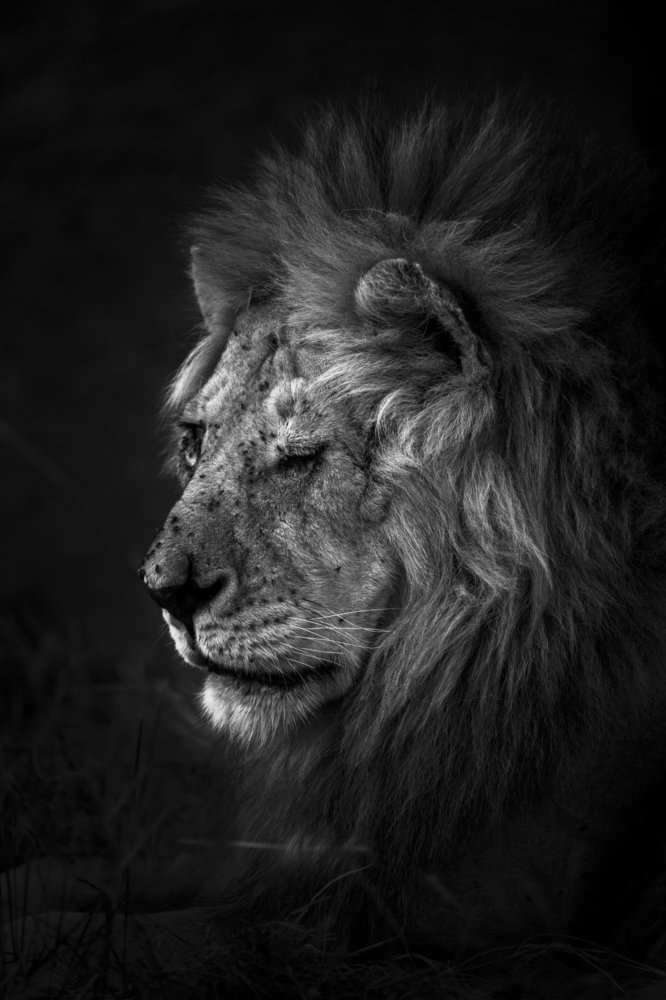 Portrait of an a battle scared lion...