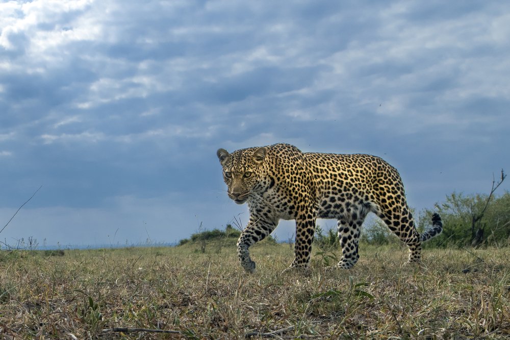 A wideangle perspective of a leopard
