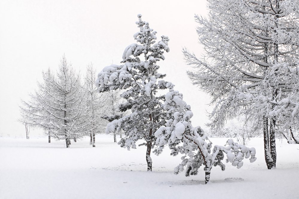Белое безмолвие...