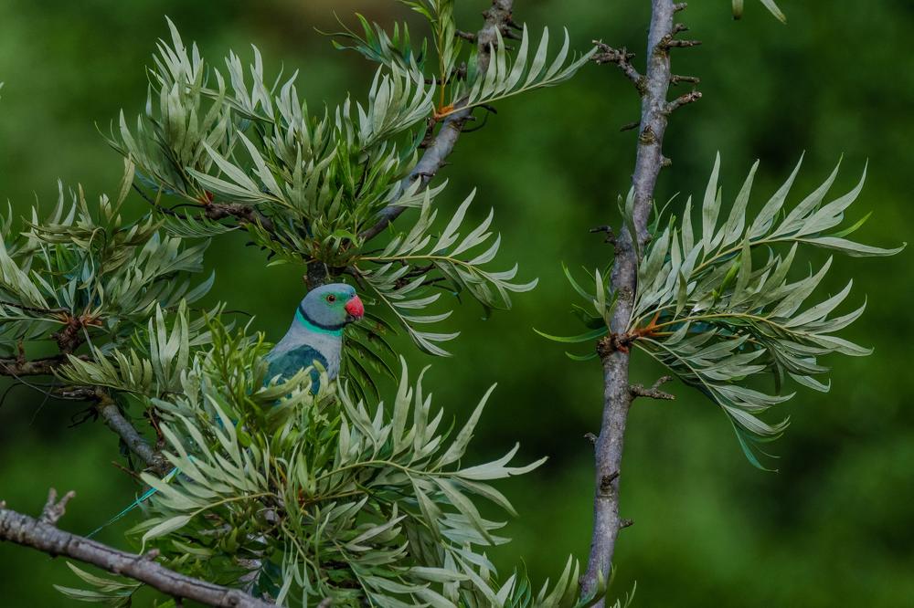 Photograph by narendra kumar pandey