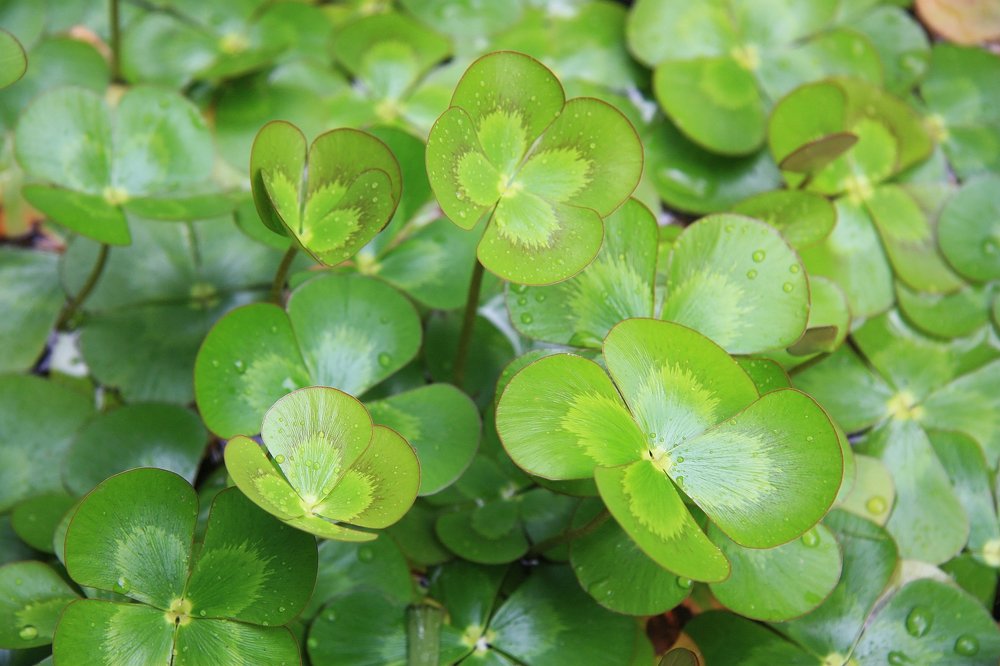 Photograph by Людмила Травина