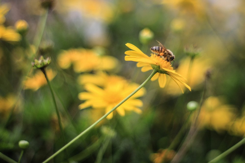 Photograph by Calvin Jeff Anzaldo