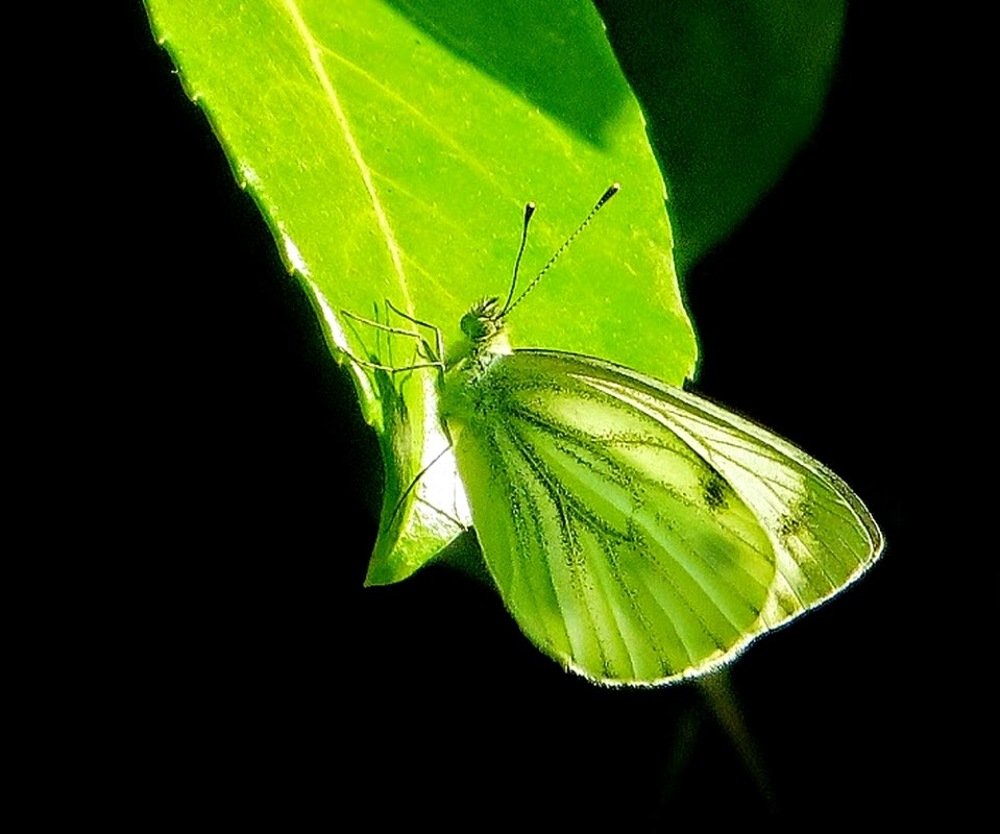 Photograph by brigitte amadio