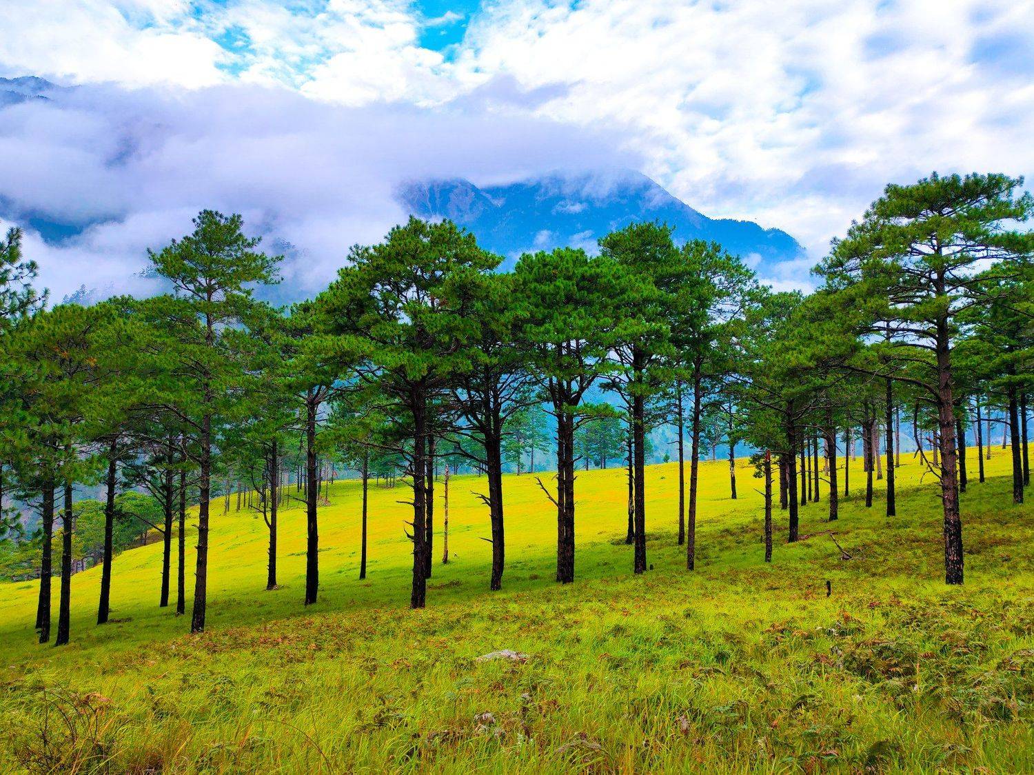 Green and mountain