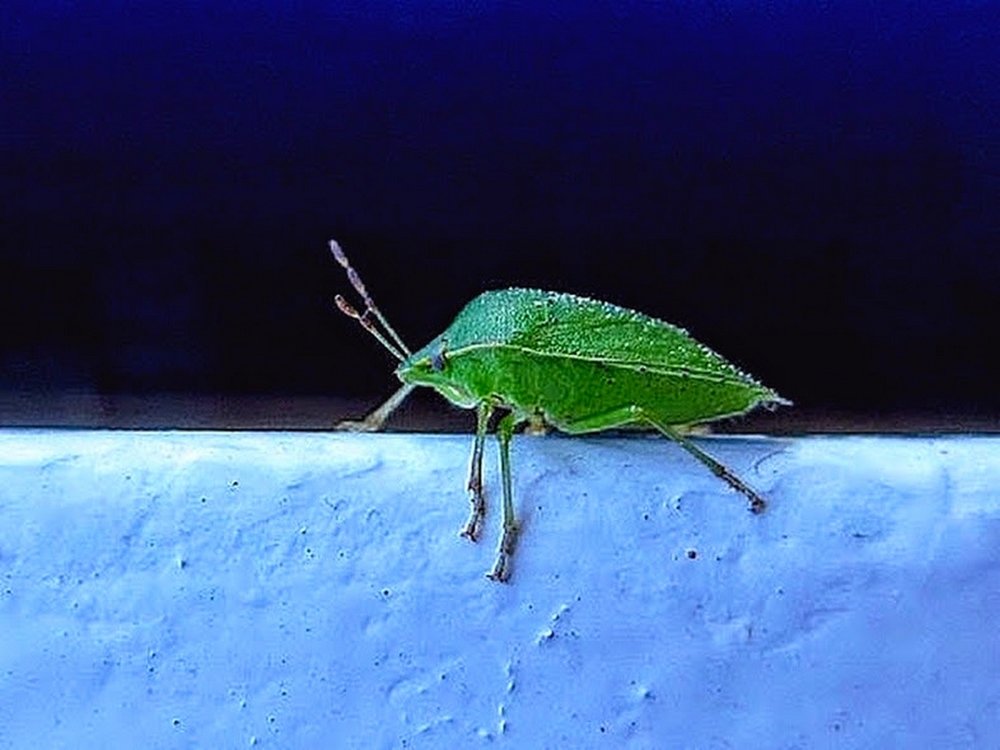Photograph by brigitte amadio