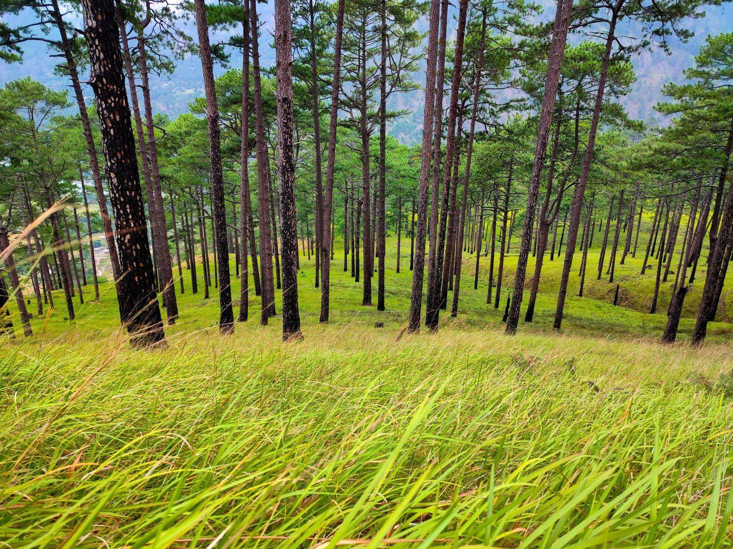 Pines and doorways