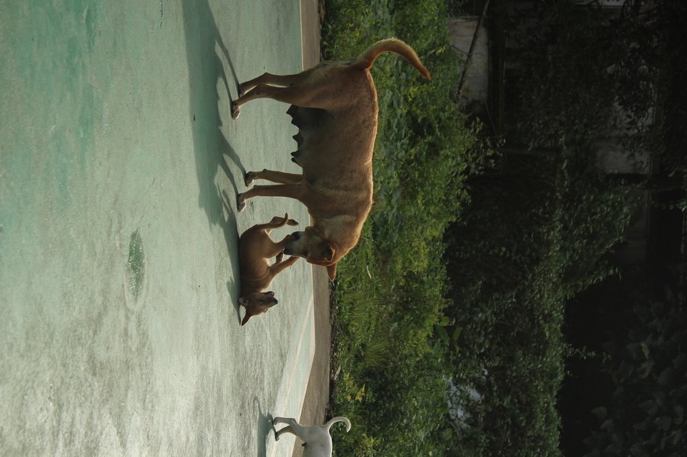 Photograph by Yaswanth Ashok
