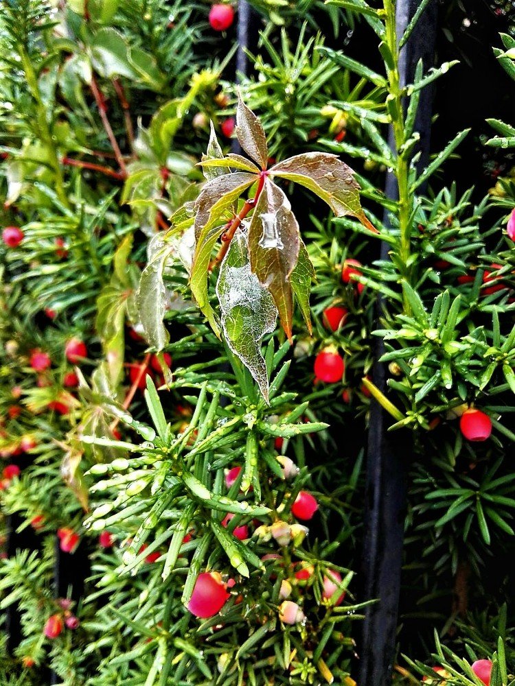 Photograph by Viktoriia Shtefanesa