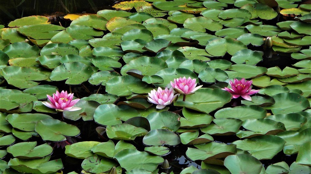 Photograph by Viktoriia Shtefanesa