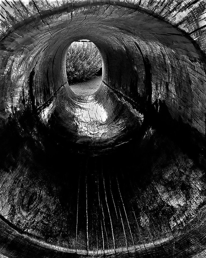 Photograph by Viktoriia Shtefanesa