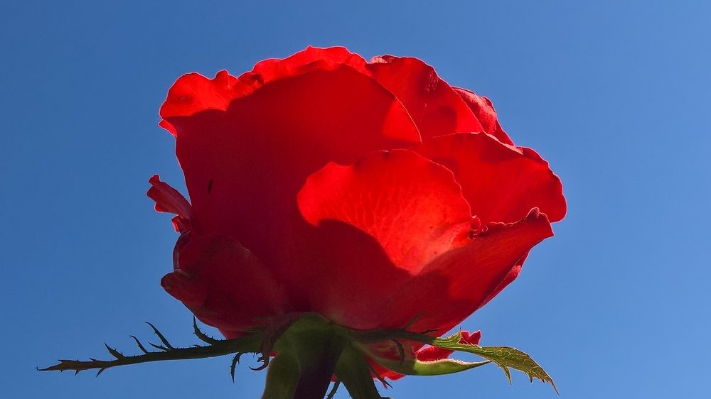 Photograph by Umida Yusupova