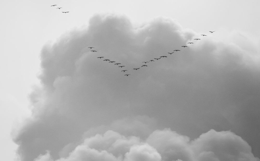 Журавли в пушистой туче