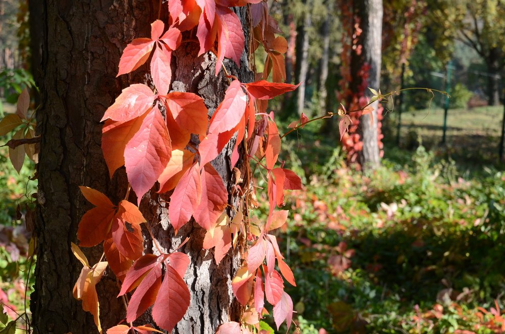 Фотография автора Владимир Брызгунов