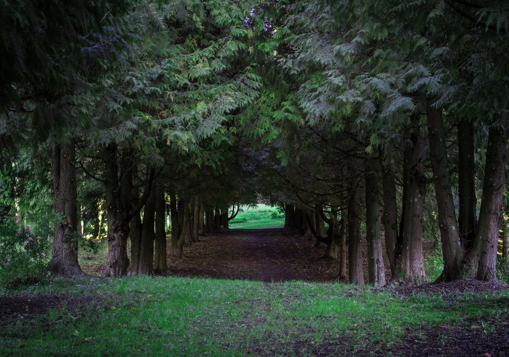 Зеленая аллея