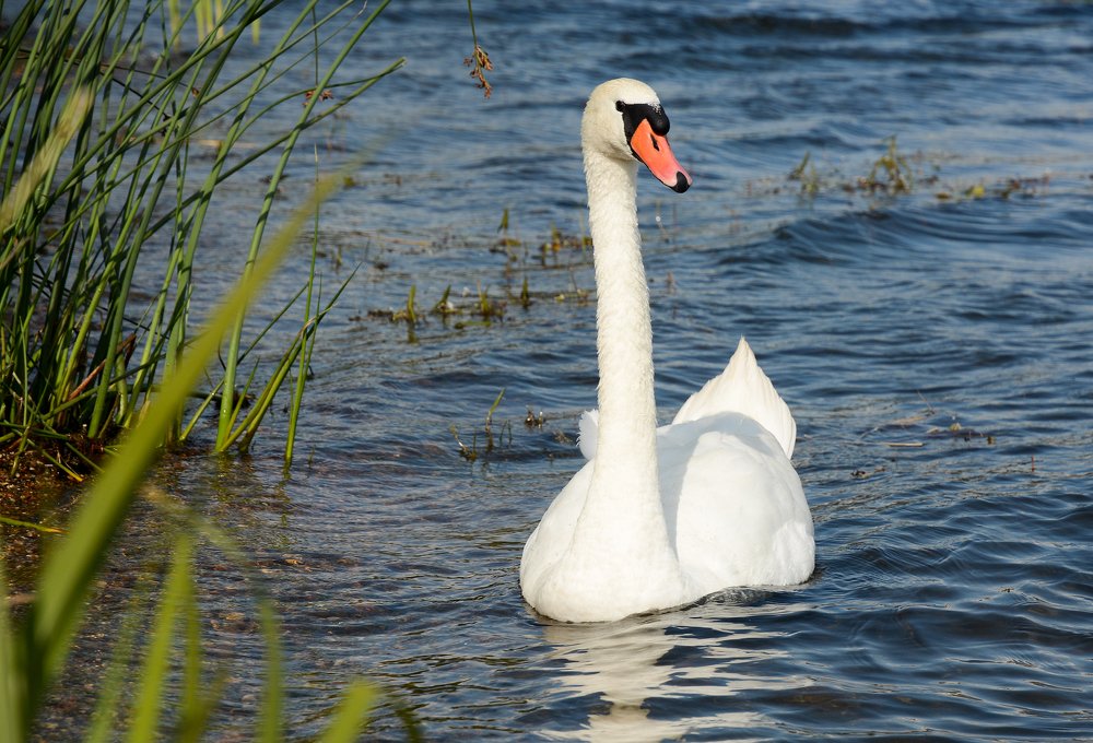 Photograph by Сергей Шварцман