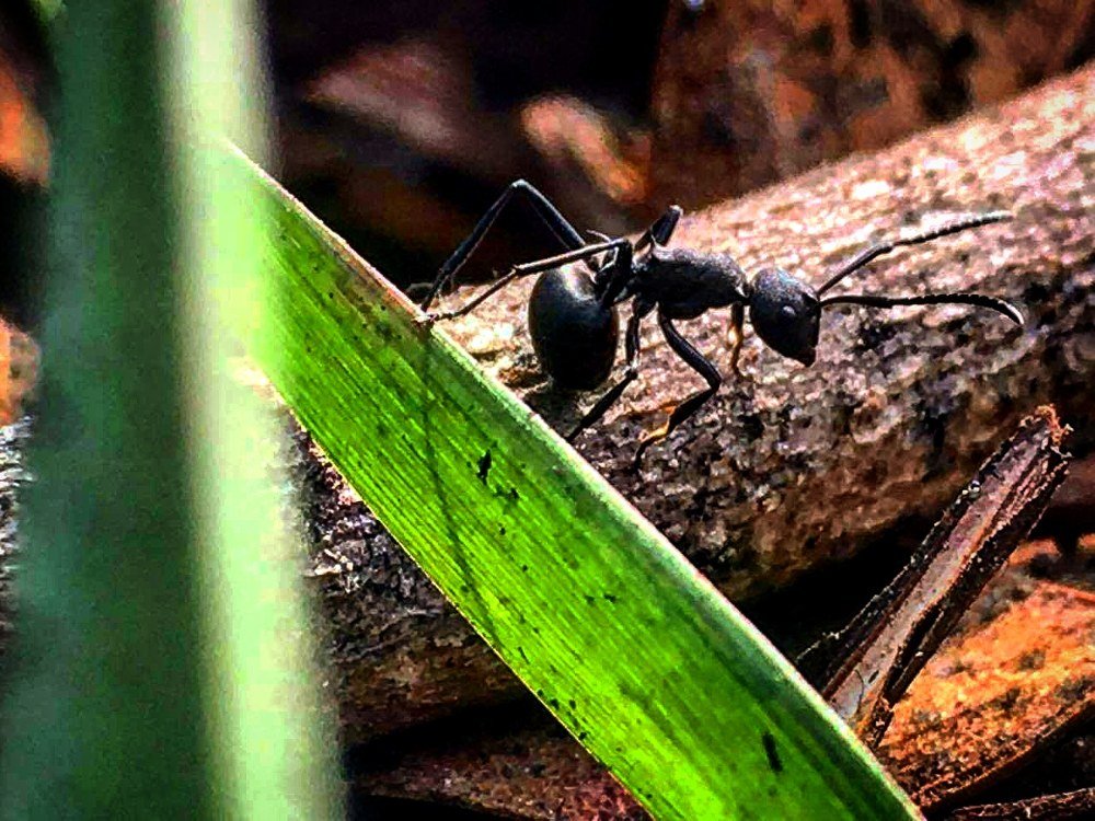 Photograph by Md Tohidur Rahman Muktadir