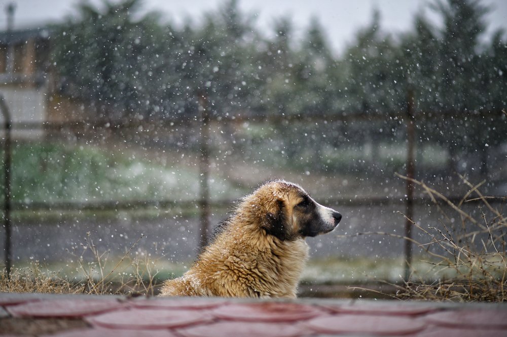 Photograph by Bahram Bayat