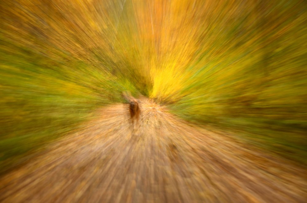 Фотография автора Елена