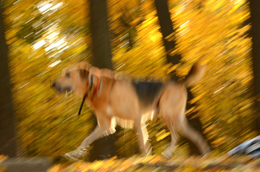 Фотография автора Елена