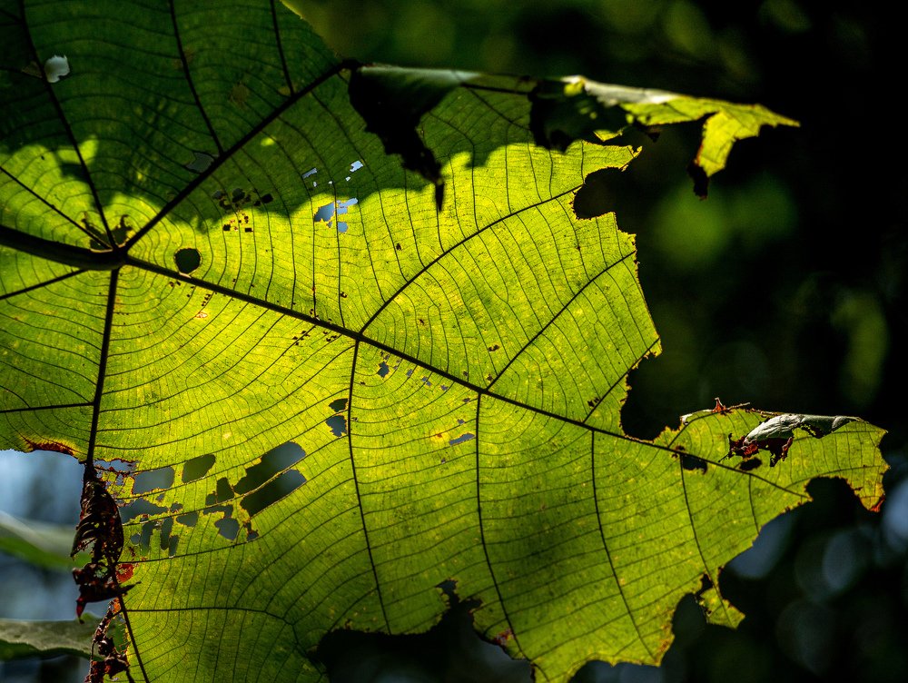 Photograph by HASHIM GOMBRI