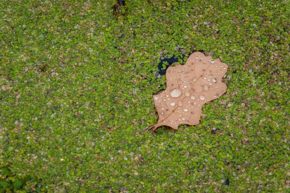 Photograph by Полина Кожухарь