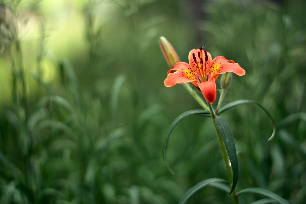 Photograph by Tatyana