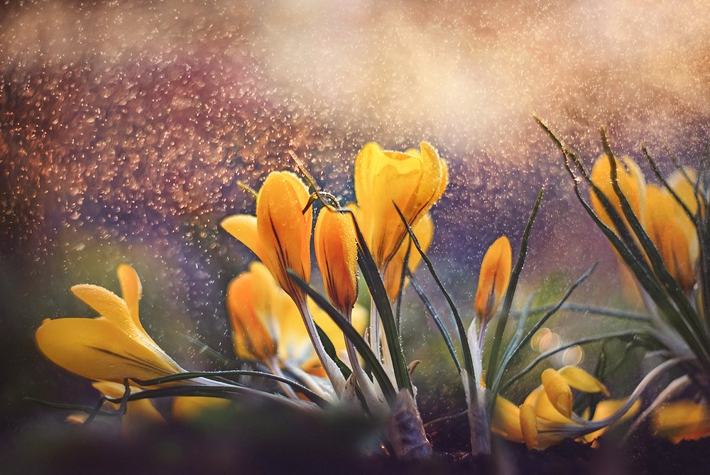 Жёлтые крокусы