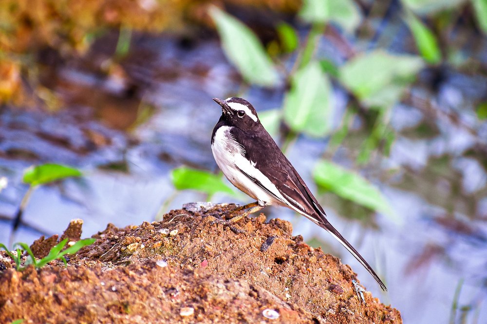 Photograph by Rajesh rao